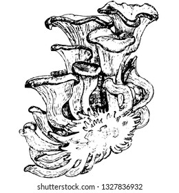 vector realistic black and white  illustration of oyster mushrooms on transparent