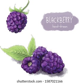 
Vector realistic blackberry, hand drawn
