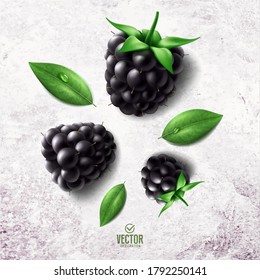 Ilustración vectorial realista de mora negra sobre fondo de piedra blanca