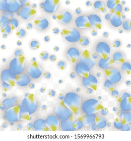 Vector Realistic Blue Petals Falling on Transparent Background.  Spring Romantic Flowers Illustration. Flying Petals. Sakura Spa Design.  Blossom Confetti. Design Elements for  St. Valentine Day.