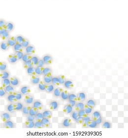 Vector Realistic Blue Petals Falling on Transparent Background.  Spring Romantic Flowers Illustration. Flying Petals. Sakura Spa Design.  Blossom Confetti. Design Elements for  Wedding Decoration.