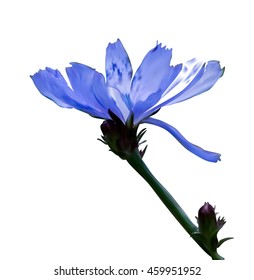 Vector realistic botanical  illustration of chicory flowers. It is suitable for advertisment, tea or cosmetisc products