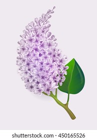 Vector realistic branch of lilac flowers design floral element