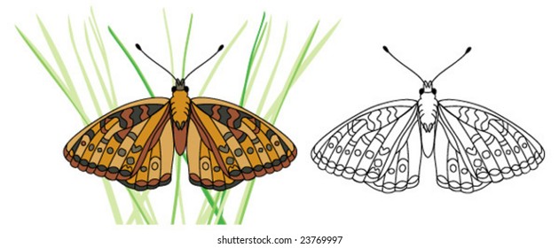 Vector realistic butterfly