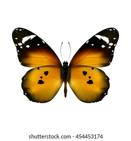 Vector realistic butterfly, isolated on white.