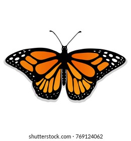 Vector realistic butterfly Monarch  Handdrawn  used gradient  non  symmetric
