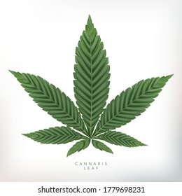 Ilustración vectorial de hojas de cannabis realista en fondo gris.