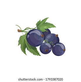 Vector realistic cartoon currant icon. Sweet blue berries on a branch isolated on white background. Currant icon element for product logo, emblems, packaging.