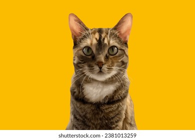 
vector realistic cat on a yellow background
