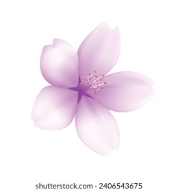 Vector realistic cherry blossom on white.