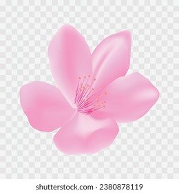 Vector realistic cherry blossoms on tranparent background.