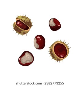 Vector realistic chestnuts on white background. Great nature element for your autumn, botanic, organic concepts and projects.