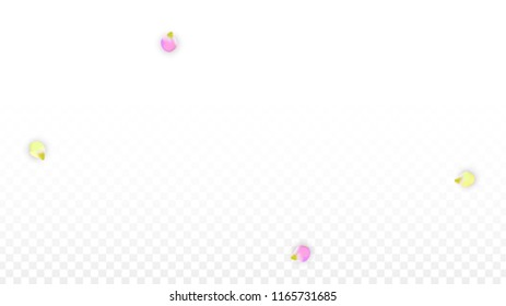 Vector Realistic Colorful Petals Falling on Transparent Background.  Spring Romantic Flowers Illustration. Flying Petals. Sakura Spa Design.  Blossom Confetti. Design Elements for  Mother's Day.