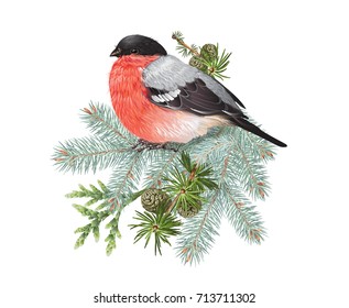 Vector realistic composition with bullfinch bird on conifer branches isolated on white. Winter design element for christmas, new year, greeting card. Can be used for poster, web page, packaging