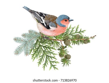 Vector realistic composition with finch bird on conifer branches isolated on white background. Winter design element for christmas, new year, greeting card. Can be used for poster, web page, packaging