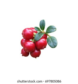 Vector realistic cowberries with leaves. Isolated objects
