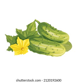 Vector realistic cucumber with green stem leaves and flowers.Healthy fresh cucumber slices with haulm. Agricultural product.