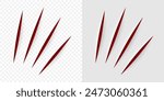 Vector realistic cut with an office knife on paper sheet isolated. Animal claws scratches on transparent background.