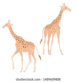 Vector realistic cute two giraffes with watercolor effect