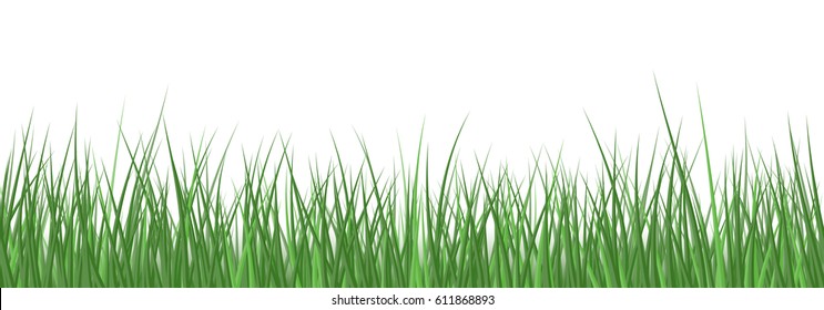 Vector realistic detailed grass seamless pattern isolated on white background