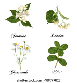 Vector realistic detailed healing herbs and plants set isolated on white. Design for cosmetics, herbal tea, homeopathy, natural and organic health care products. Most popular tea flavors.