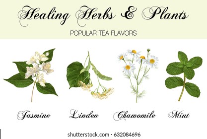 Plantas y hierbas curativas detalladas y realistas, aisladas en fondo blanco. Diseño para cosméticos, té de hierbas, homeopatía, productos naturales y orgánicos de salud. Sabores de té más populares