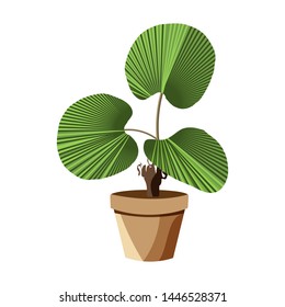 Vector realistic detailed house plant for interior design and decoration.Tropical plant for interior decor of home or office.