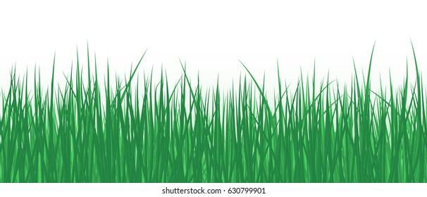 Vector realistic detailed illustration grass seamless pattern isolated on white background