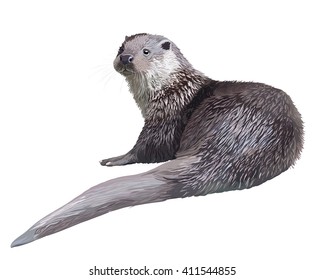  Vector Realistic detailed illustration - otter (lutra)