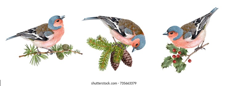 Vector realistic detailed illustration set of finch birds on branches isolated on white background. Winter design elements for Christmas, New year,holidays. Best for greeting card, poster, packaging