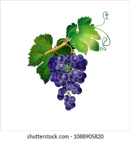 Vector realistic detailed image of a grape branch with a bunch and leaves. Design elements for invitations, announcements, advertising of wine, juice, cosmetics, health products, agricultural fairs.