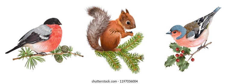 Vector realistic detailed set with bullfinch, bird and squirrel on branches isolated on white background. Winter design elements for Christmas, New year,holidays. Best for greeting card, poster