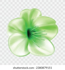 Flor de primavera detallada vectorial realista sobre fondo transparente.