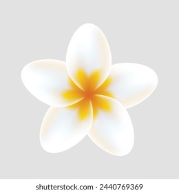 vector realistic detailed spring flower on white background.