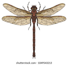 Vector realistic dragonfly close up top view isolated white background