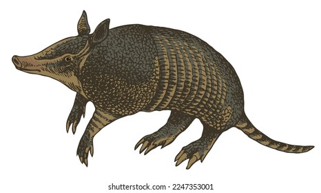 vector realistic drawing sketch animal armadillo
