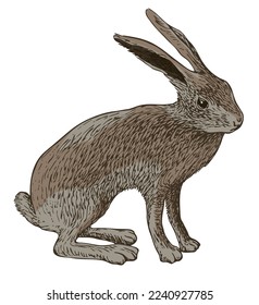 vector realistic drawing sketch wild hare tolai