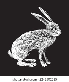 vector realistic drawing sketch wild hare tolai