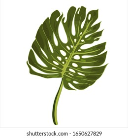 Dibujo vectorial realista de la hoja tropical monstera aislado en un fondo blanco. Colección de plantas coloridas muy detallada. Elementos botánicos para cosméticos, spa, cosméticos.