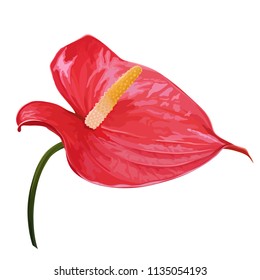 Vector realistic exotic flower. Anthurium close-up. Hawaiian, jungle plant isolated on white background. Summer floral element. 