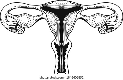 Vector realistic female reproductive system. Eps 10 illustration can be used for party invitation, design template, greeting card, patterns fill, posters,logo, tattoo, branding. Design element 