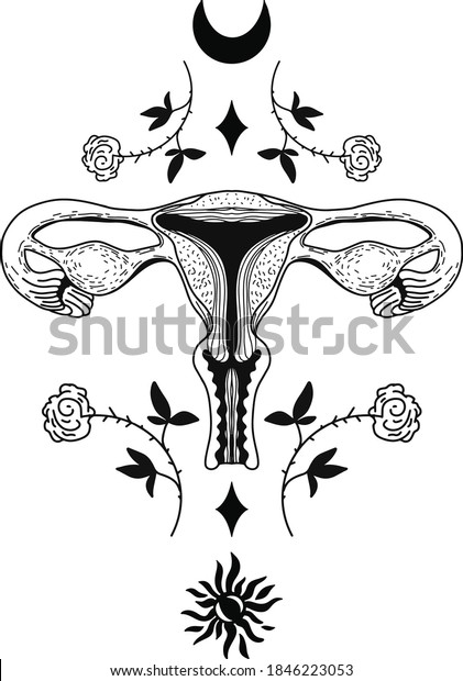 Vector Realistic Female Reproductive System Eps Stock Vector Royalty Free 1846223053 7702