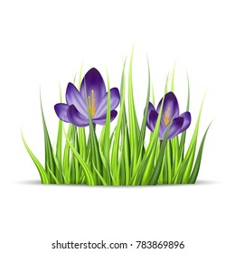 Vector realistic flower of crocus and green grass. Isolated object on white background. Gradient mesh tool