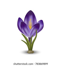 Vector realistic flower crocus. Isolated object on white background. Gradient mesh tool