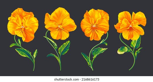 Vector realistic flowers Pansies, Viola. Isolated on dark background easy to use, compose for your design, packaging, wallpaper, fabric, textile and clothing, gift card, design posts in social network