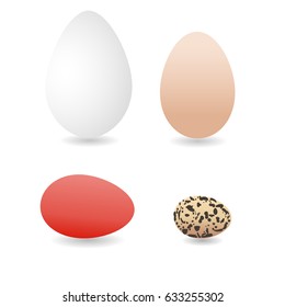 Vector realistic goose, duck, chicken, quail eggs