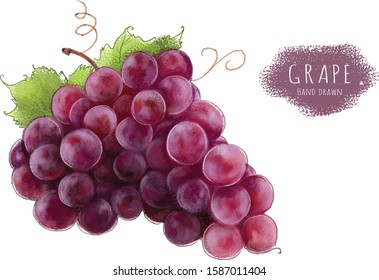 Vector realistic Grape, handdrawn illustration