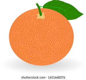 Vector realistic grapefruit icon with shadow isolated on white background. Fresh and juicy grapefruit. Fruit illustration with flat design.
