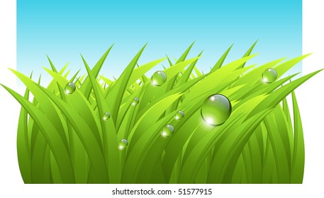 Vector realistic grass with dew, and blue sky, fresh spring background
