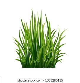 Vector realistic green fresh grass isolated on white. 3D illustration isolated on white backgroud.